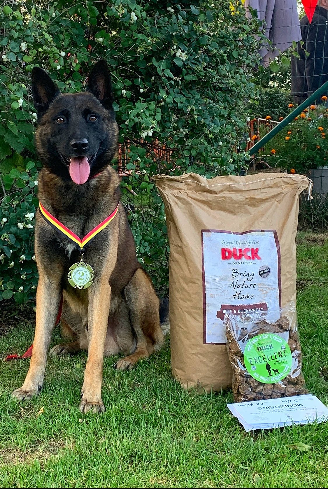Nox participe au concours pour gagner de l'argent avec cette photo : canidae, carnivore, collar, companion_dog, dog, dog_breed, event, fawn, garden, grass, guard_dog, lawn, plant, snout, sporting_group, tail, tree, window, working_animal, working_dog
