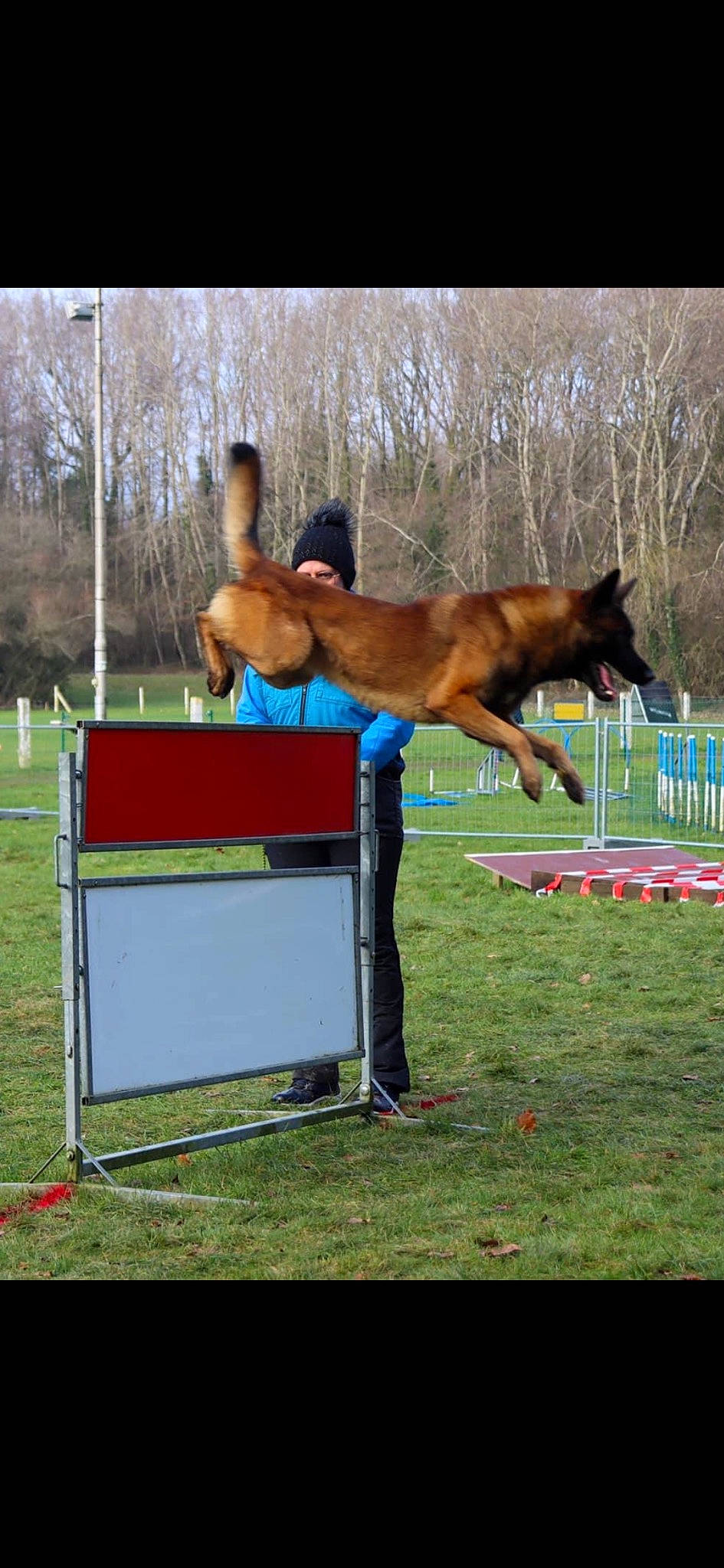 Nox participe au concours pour gagner de l'argent avec cette photo : animal_sports, carnivore, companion_dog, dock_jumping, dog, dog_agility, dog_breed, dog_sports, fawn, grass, mammal, pack_animal, plant, recreation, sorrel, sporting_group, sports, tree, vertebrate, working_animal