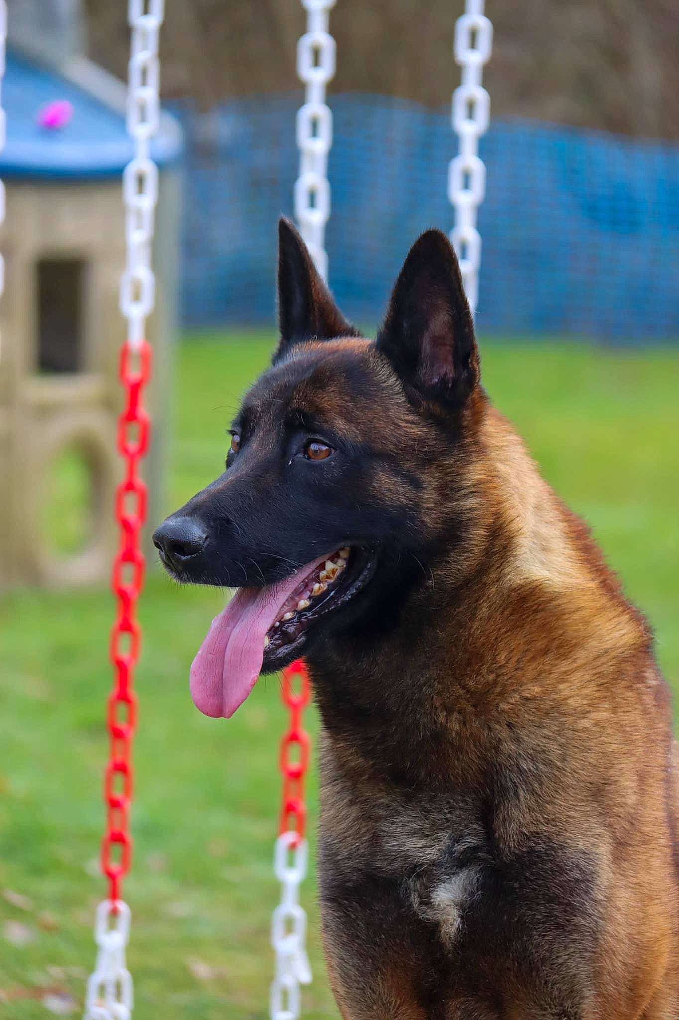 Nox participe au concours pour gagner de l'argent avec cette photo : biting, canidae, carnivore, collar, companion_dog, dog, dog_breed, dog_supply, grass, herding_dog, king_shepherd, pet_supply, plant, snout, sporting_group, terrestrial_animal, working_animal, working_dog