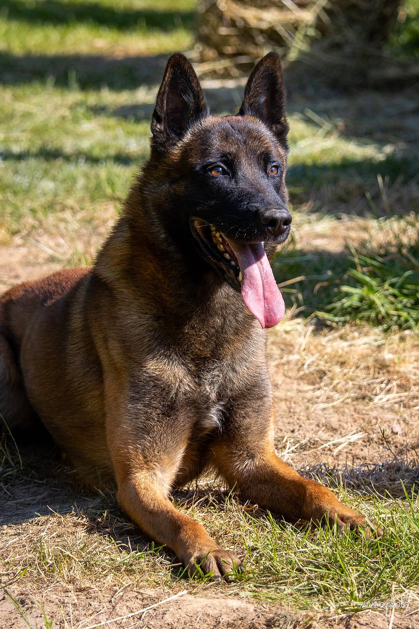 Nox participe au concours pour gagner de l'argent avec cette photo : biting, canidae, canis, carnivore, companion_dog, dog, dog_breed, fawn, grass, herding_dog, king_shepherd, non_sporting_group, plant, snout, sporting_group, terrestrial_animal, wildlife, working_animal, working_dog