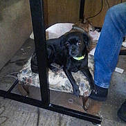 Lil Bit joined the competition — help win amazing prizes! animal, black_dog, brown_dog, carpet, collar, cushion, dog, floor, footwear, furniture, indoor, jeans, person, pet, relaxing, resting, shoe, small_dog, table, wire