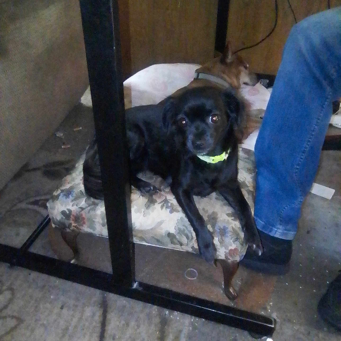 Lil Bit joined the competition — help win amazing prizes! animal, black_dog, brown_dog, carpet, collar, cushion, dog, floor, footwear, furniture, indoor, jeans, person, pet, relaxing, resting, shoe, small_dog, table, wire