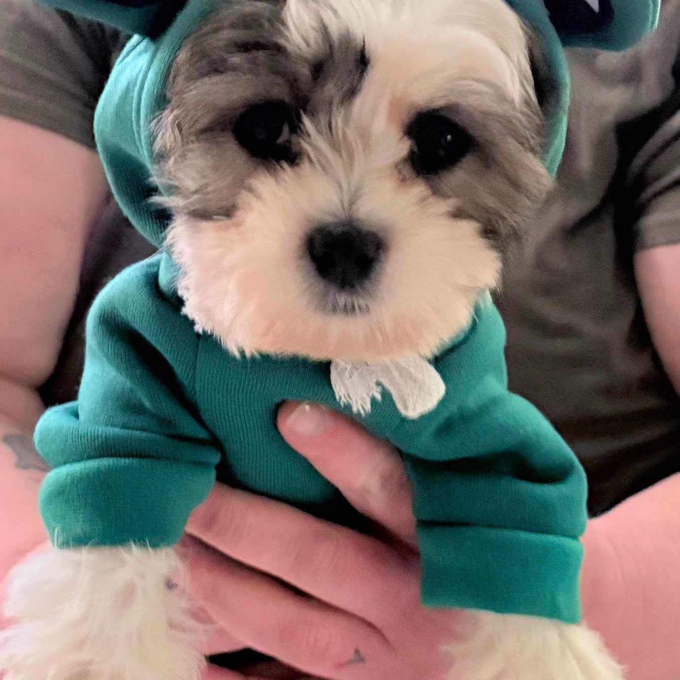 Coco is registered to the contest to win money with this photo: accessories, animal, canine, clothing, dog, face, head, hoodie, jewelry, knitwear, person, pet, photography, portrait, puppy, ring, sweater, sweatshirt, terrier, whitedog