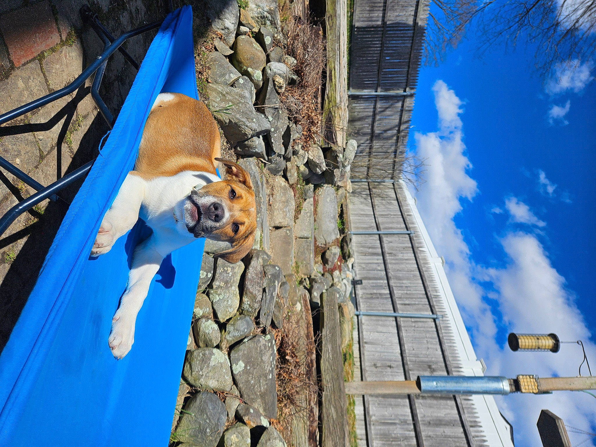 Boomer joined the competition — help win amazing prizes! adventure, azure, blue, carnivore, cloud, cumulus, dog, electric_blue, facade, fawn, fun, leisure, pole, recreation, rope, sky, sporting_group, tree, wood, world