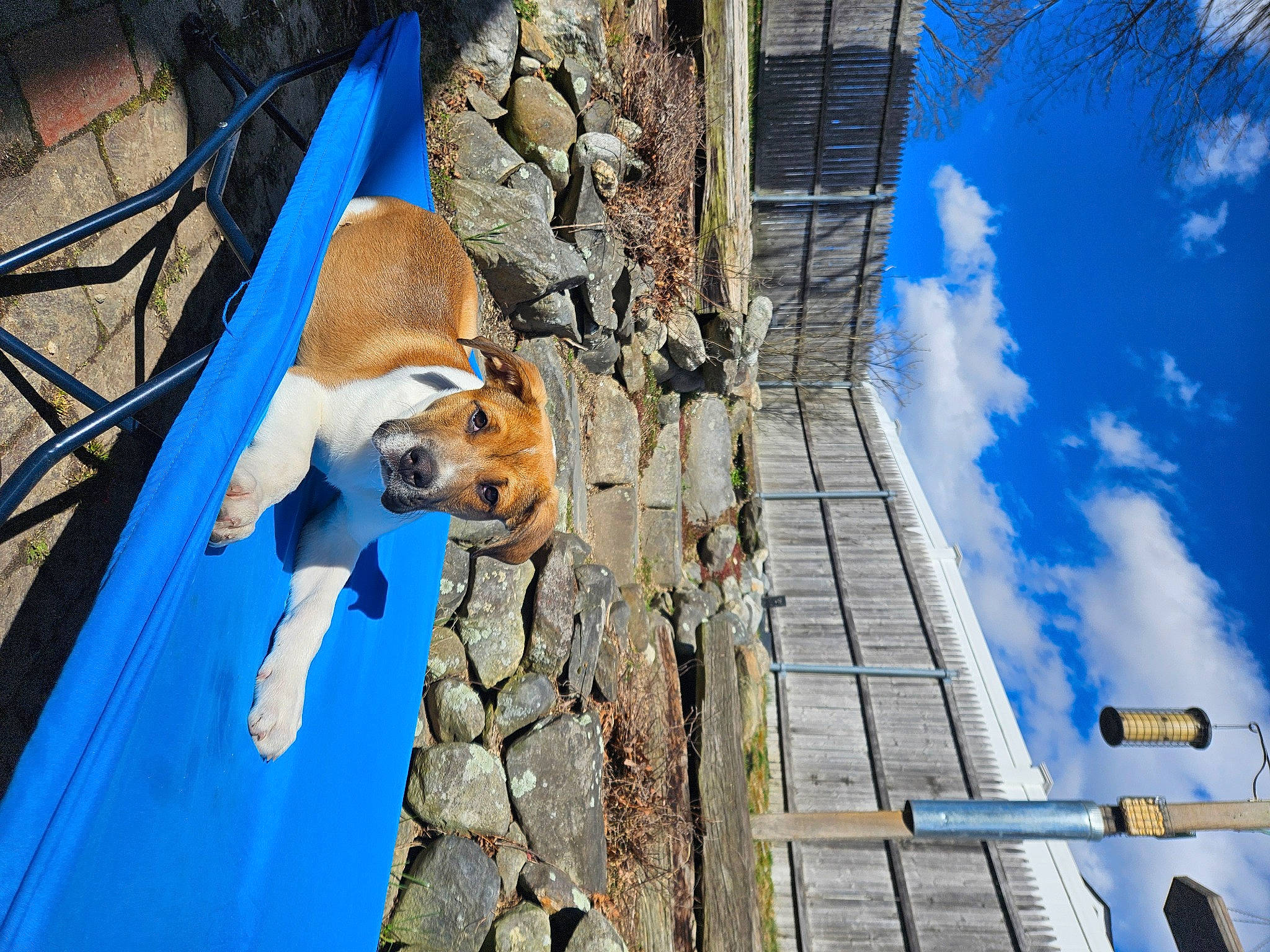 Boomer joined the competition — help win amazing prizes! adventure, azure, blue, building, carnivore, cloud, collar, companion_dog, dog, dog_breed, electric_blue, fawn, leash, leisure, sky, snout, water, wood, working_animal, world