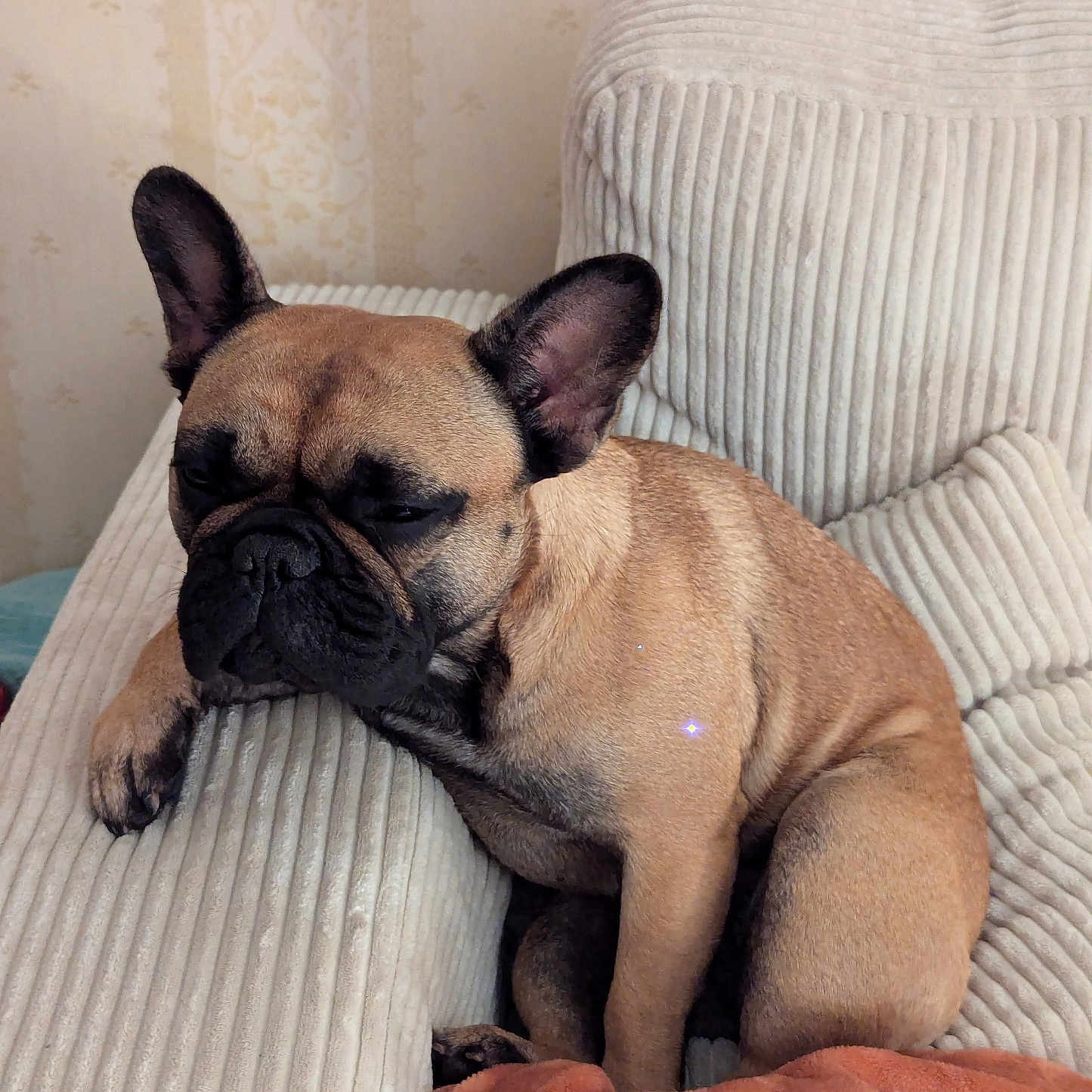 Una a rejoint le concours — aidez-le/la à gagner de superbes lots ! animal, armchair, boxer, bulldog, canine, chair, couch, cushion, dog, frenchbulldog, furniture, homedecor, person, pet, pitbull, pug, puppy, sleeping