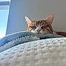 Maple is registered to the contest to win money with this photo: blanket, calm, cat, closeup, cozy, cute, domestic_animal, feline, fur, ginger_cat, indoor, nap, peaceful, pet, relaxation, resting, sleeping, soft_light, whiskers, window