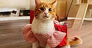 Maple joined the competition — help win amazing prizes! animal, cat, cat_tree, costume, curious, cute, domestic_animal, ears, feline, floor, fur, indoor, orange_cat, pet, pink_clothing, red_clothing, whiskers, white_cat, wide_eyes, wooden_floor