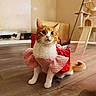 animal, cat, cat_tree, costume, curious, cute, domestic_animal, ears, feline, floor, fur, indoor, orange_cat, pet, pink_clothing, red_clothing, whiskers, white_cat, wide_eyes, wooden_floor