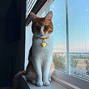 Maple is registered to the contest to win money with this photo: animal, cat, collar, daylight, ears, feline, houseplant_view, indoor, looking, natural_light, orange_cat, pet, screen, sitting, tag, tail, whiskers, white_cat, window, windowsill