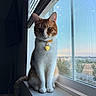 animal, cat, collar, daylight, ears, feline, houseplant_view, indoor, looking, natural_light, orange_cat, pet, screen, sitting, tag, tail, whiskers, white_cat, window, windowsill