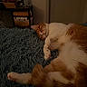 Maple is registered to the contest to win money with this photo: bedroom, cat, cozy, cute, domestic_animal, feline, fluffy_blanket, fur, indoor, nap, orange_and_white, paw, pet, plush_toy, quiet, relaxation, resting, sleeping, soft_texture, whiskers