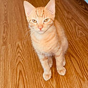 Cheese joined the competition — help win amazing prizes! cat, kitten, orange_tabby, pet, animal, fur, whiskers, ears, eyes, floor, wooden_floor, indoor, cute, young, small, feline, sitting, looking, domestic_animal, home