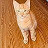 cat, kitten, orange_tabby, pet, animal, fur, whiskers, ears, eyes, floor, wooden_floor, indoor, cute, young, small, feline, sitting, looking, domestic_animal, home