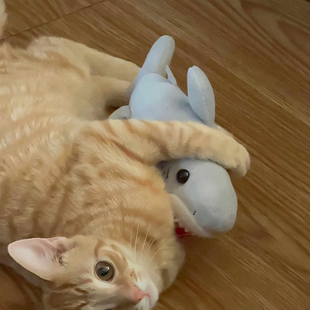Cheese joined the competition — help win amazing prizes! cat, orange_tabby, stuffed_toy, shark, toy, wooden_floor, pet, animal, cute, playful, indoor, fur, whiskers, ears, paws, looking_up, domestic_cat, flooring, relaxing, young_cat