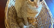 Cheese joined the competition — help win amazing prizes! cat, orange_tabby, basket, woven_basket, indoor, wooden_table, pet, feline, curious, animal, domestic_cat, whiskers, ears, tail, sitting, close_up, furniture, household, blurred, cute