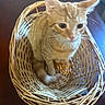 cat, orange_tabby, basket, woven_basket, indoor, wooden_table, pet, feline, curious, animal, domestic_cat, whiskers, ears, tail, sitting, close_up, furniture, household, blurred, cute