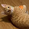 Cheese joined the competition — help win amazing prizes! cat, orange_tabby, pet, animal, indoor, wooden_floor, toy, plush_toy, lying_down, curious, looking_at_camera, whiskers, ears, fur, domestic_cat, mammal, cute, playful, relaxed, floor