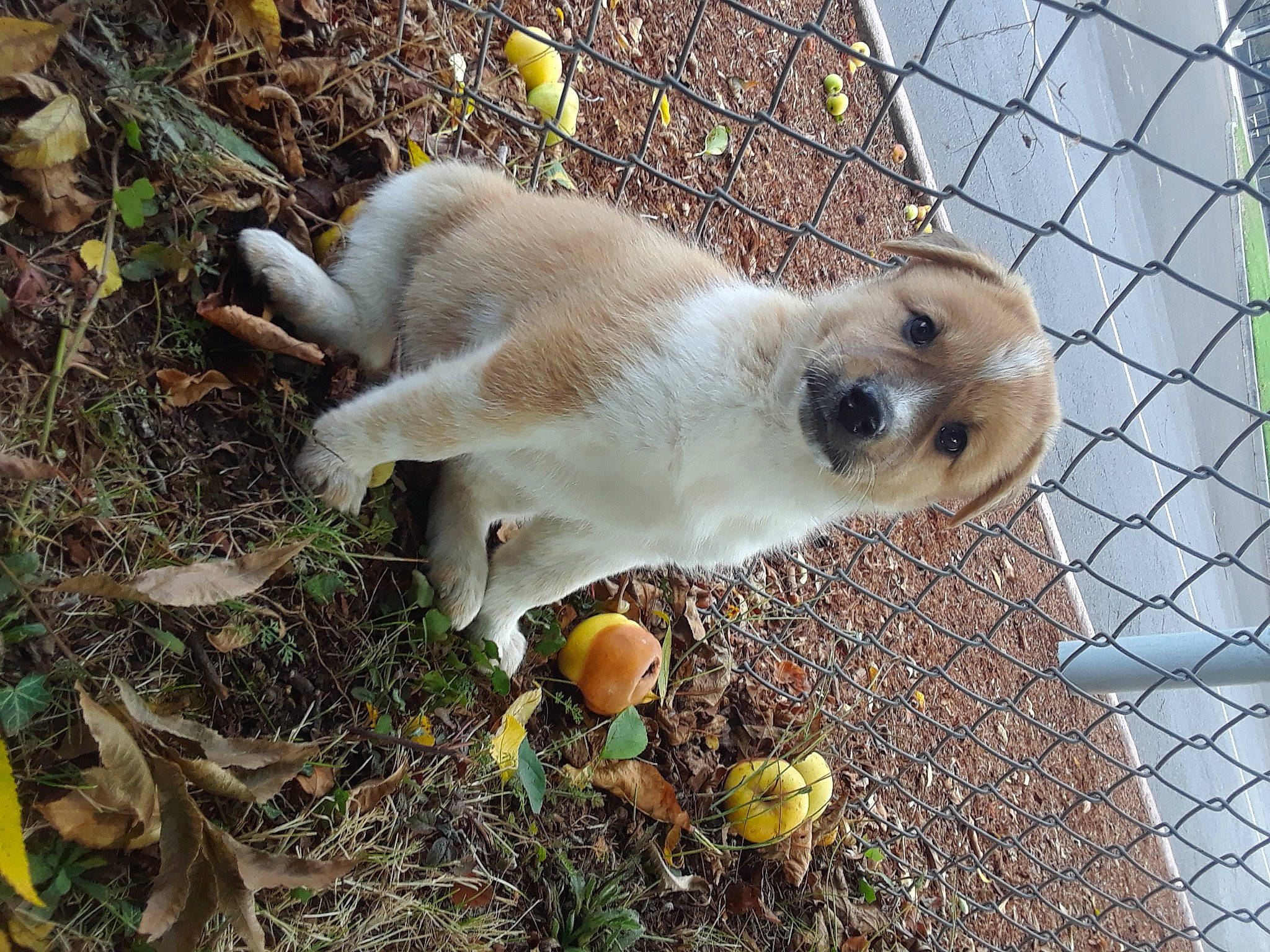 Cricket is registered to the contest to win money with this photo: animal_shelter, canidae, carnivore, chain_link_fencing, companion_dog, dog, dog_breed, fawn, fence, fur, grass, mesh, pet_supply, plant, snout, soil, sporting_group, tail, terrestrial_animal, wire_fencing