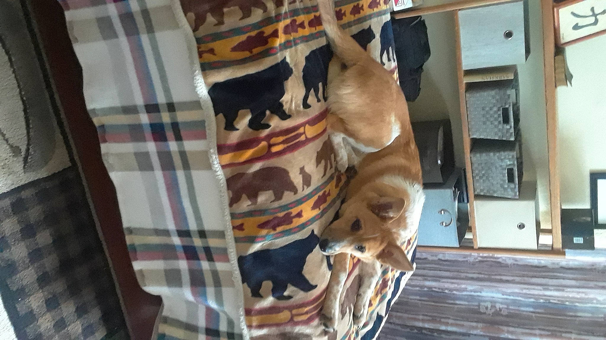 Cricket joined the competition — help win amazing prizes! canidae, carnivore, comfort, companion_dog, dog, dog_breed, fawn, flooring, fur, guard_dog, hardwood, linens, non_sporting_group, pattern, plaid, sleeve, snout, tartan, wood, working_animal