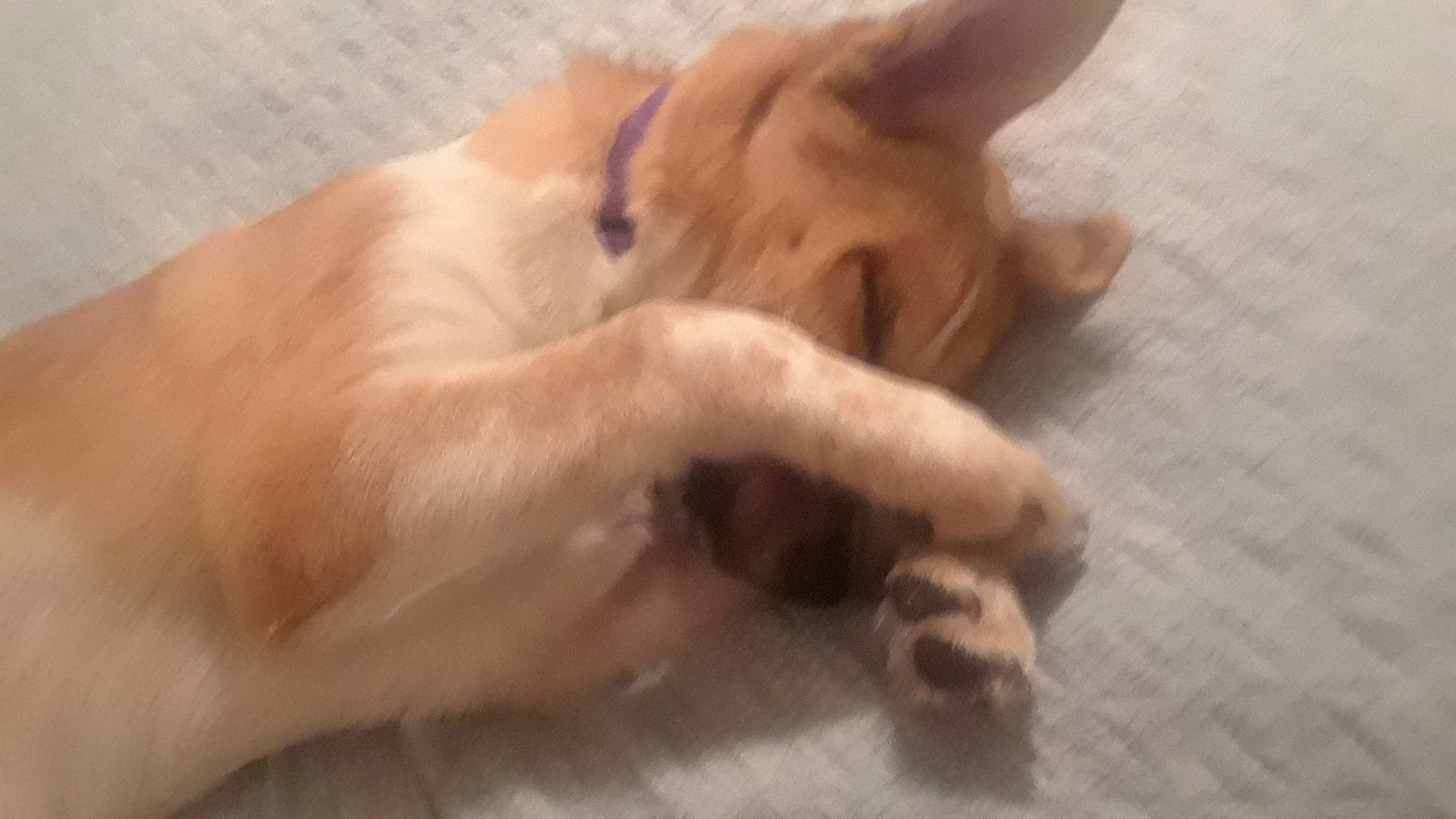 Cricket is registered to the contest to win money with this photo: canidae, carnivore, comfort, companion_dog, dog, dog_breed, fawn, felidae, flooring, fur, hardwood, nap, paw, small_to_medium_sized_cats, snout, sporting_group, tail, terrestrial_animal, whiskers, working_animal