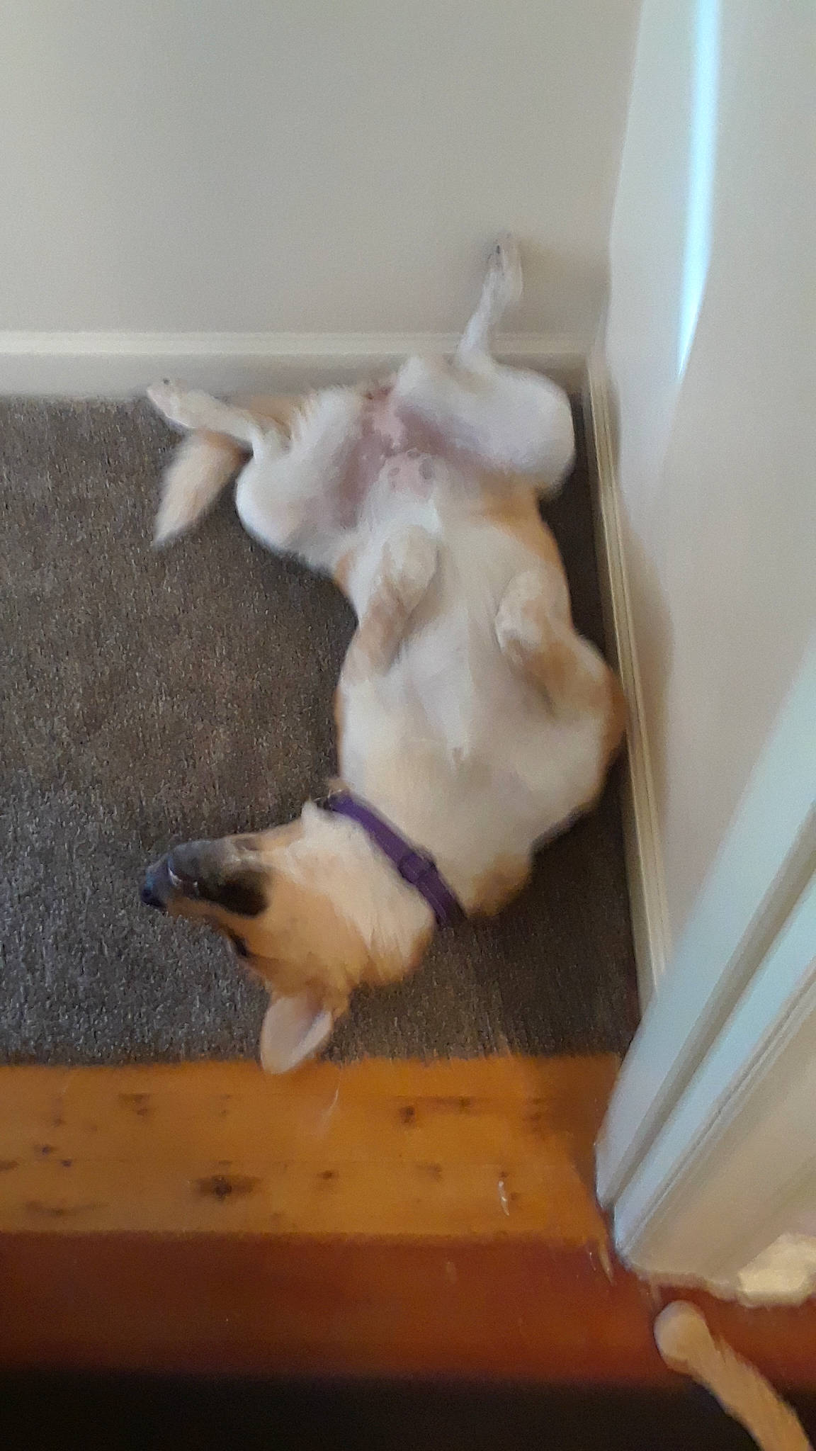 Cricket is registered to the contest to win money with this photo: carnivore, cat, companion_dog, dog_breed, fawn, felidae, flooring, fur, hardwood, laminate_flooring, paw, pet_supply, room, small_to_medium_sized_cats, snout, sporting_group, tail, whiskers, wood, wood_flooring