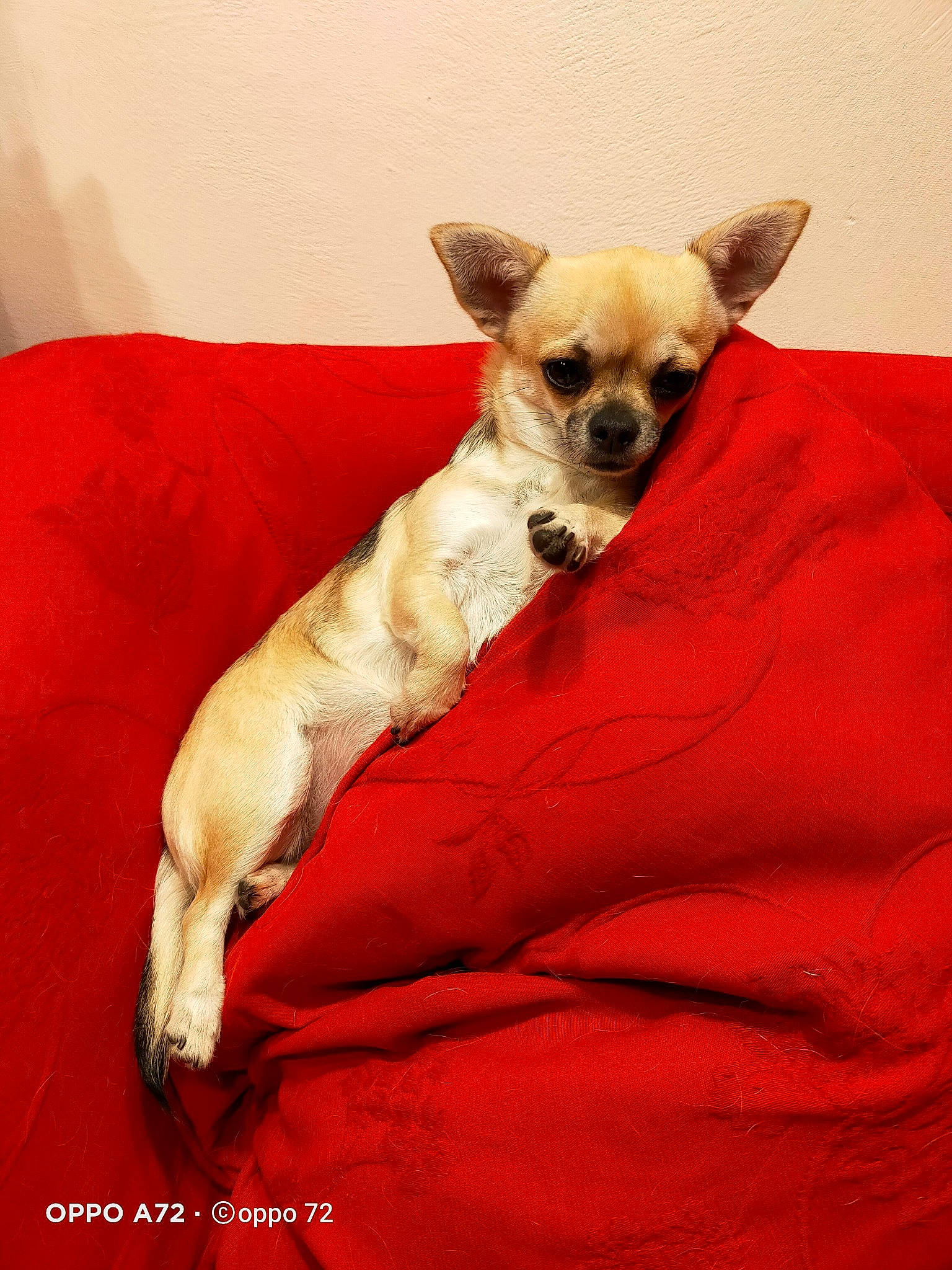 Rhoda participe au concours pour gagner de l'argent avec cette photo : bed, canidae, carnivore, chihuahua, comfort, companion_dog, couch, dog, dog_breed, dog_supply, fawn, fur, head, pillow, snout, sporting_group, terrier, toy_dog, whiskers, working_animal