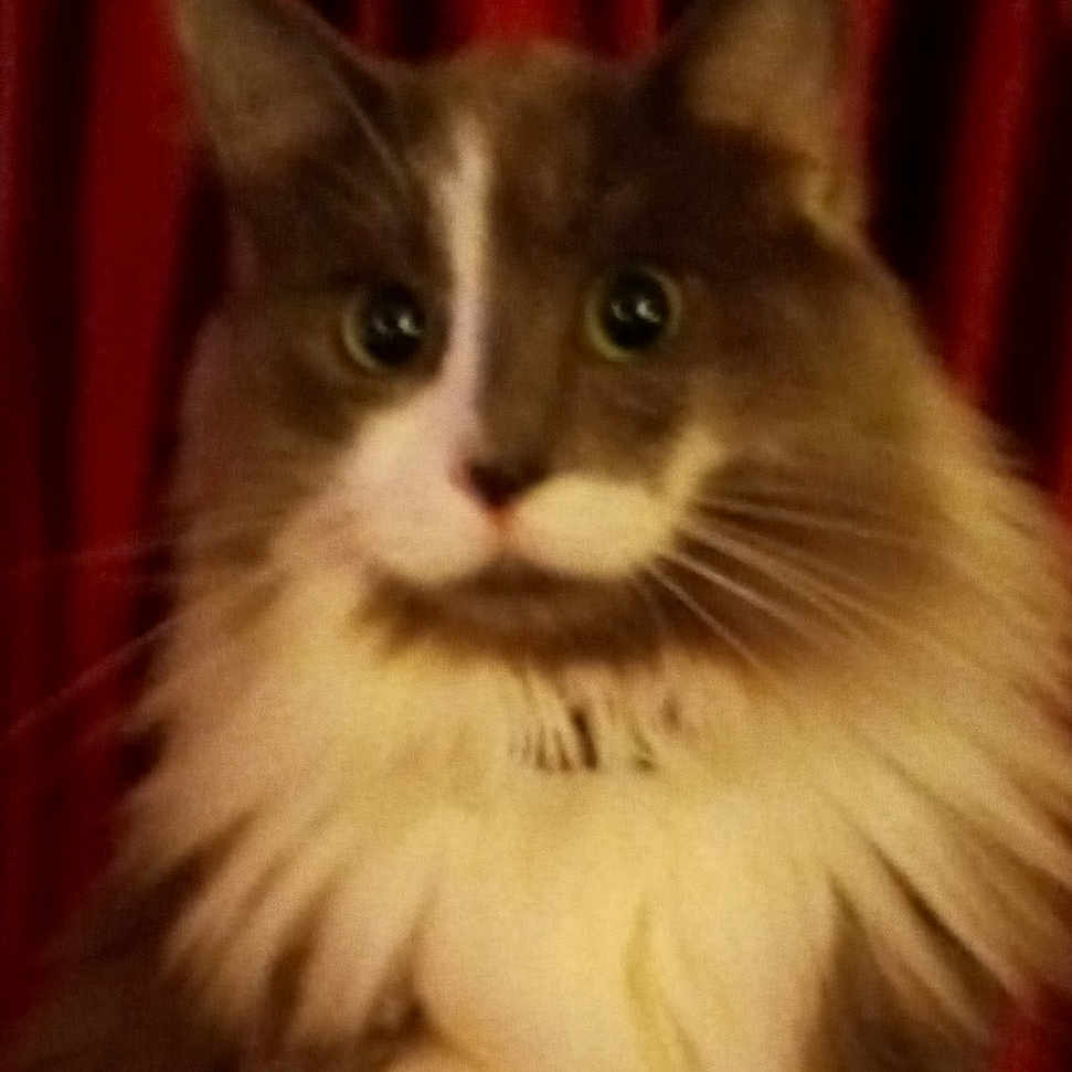 Furby