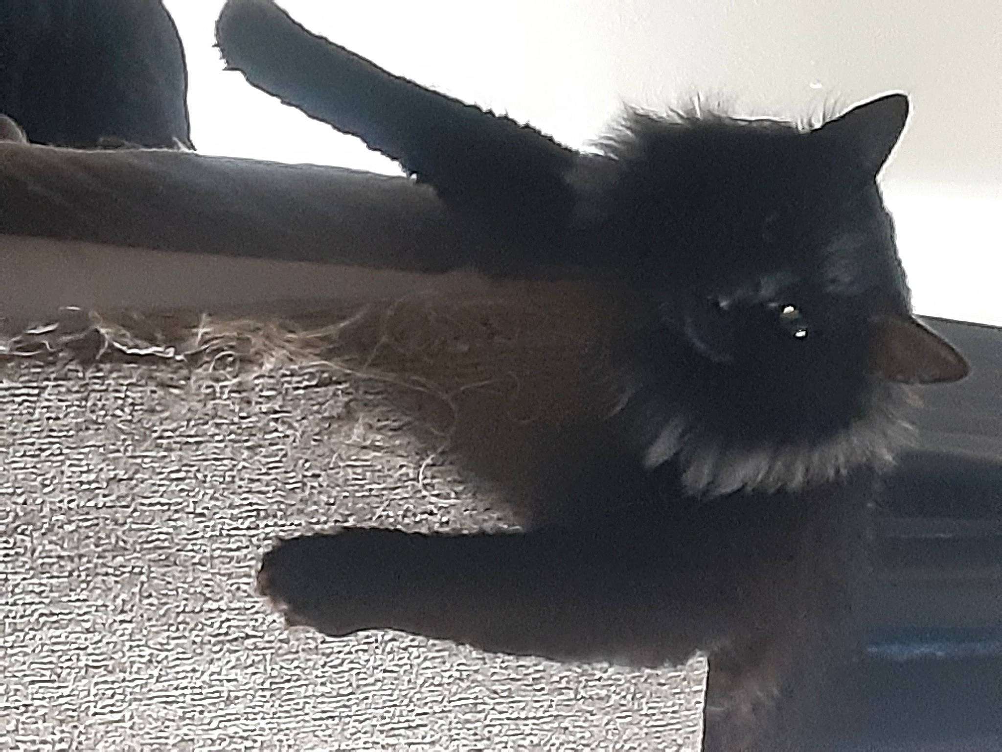 Bucky joined the competition — help win amazing prizes! art, asphalt, black_cat, carnivore, cat, claw, domestic_short_haired_cat, felidae, fur, gesture, monochrome, monochrome_photography, paw, road_surface, shadow, sky, small_to_medium_sized_cats, tail, tints_and_shades, whiskers