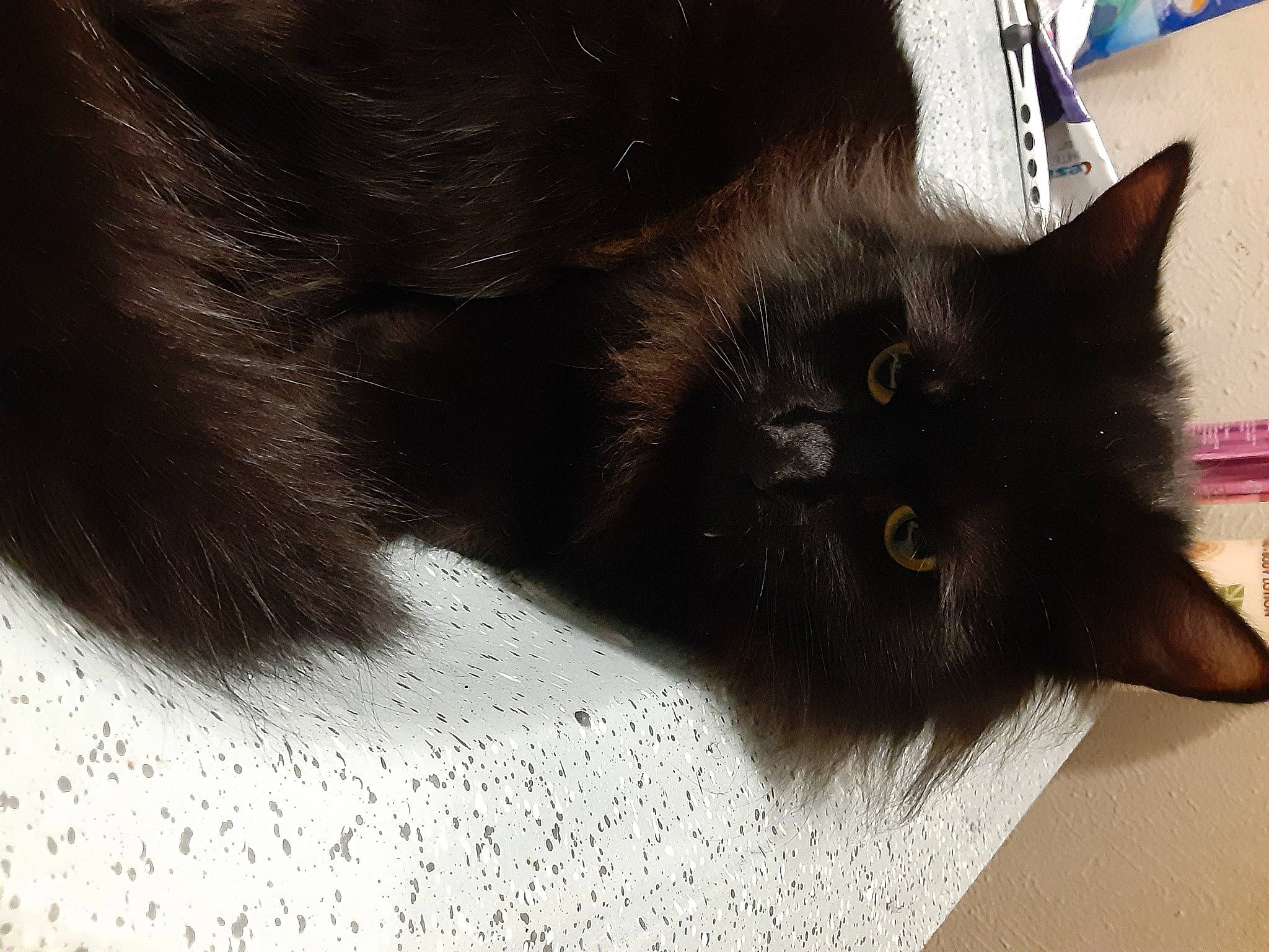 Bucky is registered to the contest to win money with this photo: black_cat, bombay, carnivore, cat, claw, domestic_short_haired_cat, felidae, flooring, fur, paw, small_to_medium_sized_cats, snout, tail, whiskers