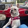 animal, blue_jeans, car, car_interior, collar, dashboard, dog, french_bulldog, funny_expression, harness, outdoor, passenger_seat, pet, pink_harness, portrait, rain, sitting, vehicle, white_fur, window