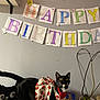 cat, tuxedo_cat, birthday, banner, dress, costume, indoor, plant, striped_surface, decorations, wide_eyes, curious, black_and_white, pet, celebration, handmade, fabric, cat_food, bag, heart_shaped