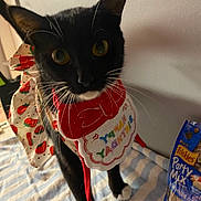 Luna is registered to the contest to win money with this photo: cat, black_cat, white_paws, birthday_bib, red_bow, striped_surface, cat_treats, friskies, party_mix, indoor, pet, curious, whiskers, close_up, feline, domestic_cat, celebration, costume, animal, cute
