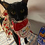 cat, black_cat, white_paws, birthday_bib, red_bow, striped_surface, cat_treats, friskies, party_mix, indoor, pet, curious, whiskers, close_up, feline, domestic_cat, celebration, costume, animal, cute