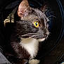 cat, tuxedo_cat, close_up, yellow_eyes, whiskers, black_and_white, curious, pet, feline, indoor, animal, portrait, soft_lighting, dark_background, tunnel, looking_away, fur, cute, alert, domestic_cat