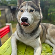 Ulko a rejoint le concours — aidez-le/la à gagner de superbes lots ! dog, husky, blue_eyes, tongue_out, outdoor, pet, animal, fur, table, green, playful, canine, mammal, resting, daylight, nature, cute, portrait, domestic_animal, tongue