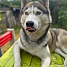 dog, husky, blue_eyes, tongue_out, outdoor, pet, animal, fur, table, green, playful, canine, mammal, resting, daylight, nature, cute, portrait, domestic_animal, tongue