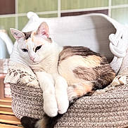 Sweet participe au concours pour gagner de l'argent avec cette photo : animal, basket, calico, cat, cozy, cute, domestic, feline, fur, home, indoor, paws, pet, relaxed, resting, sleepy, soft_light, tail, wooden_surface, woven