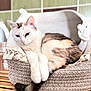 animal, basket, calico, cat, cozy, cute, domestic, feline, fur, home, indoor, paws, pet, relaxed, resting, sleepy, soft_light, tail, wooden_surface, woven