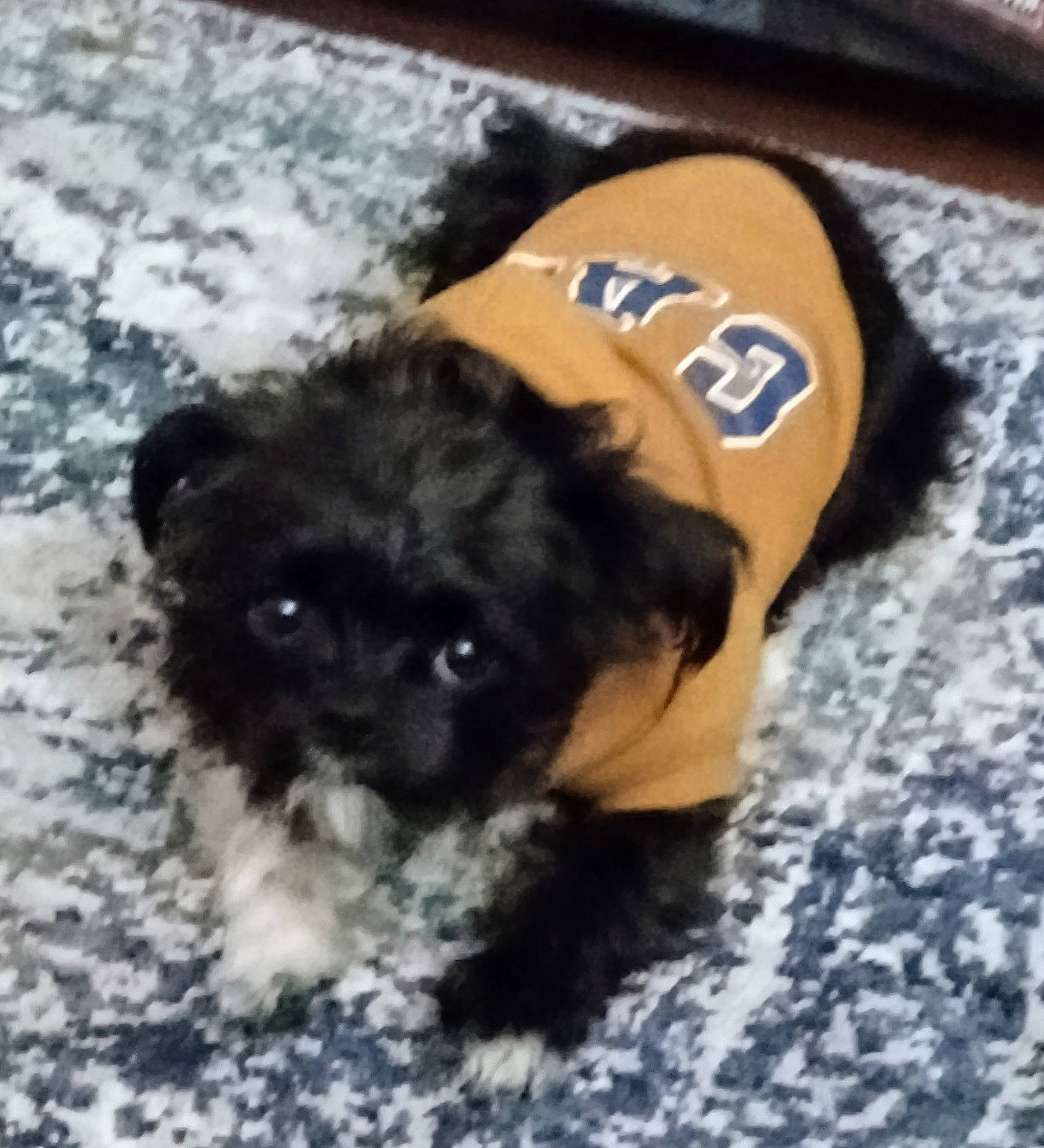 Baby joined the competition — help win amazing prizes! ancient_dog_breeds, carnivore, companion_dog, dog, dog_breed, dog_clothes, dog_supply, fur, hat, liver, paw, poodle_crossbreed, puppy_love, small_terrier, snout, sporting_group, terrier, toy_dog, working_animal, yorkipoo