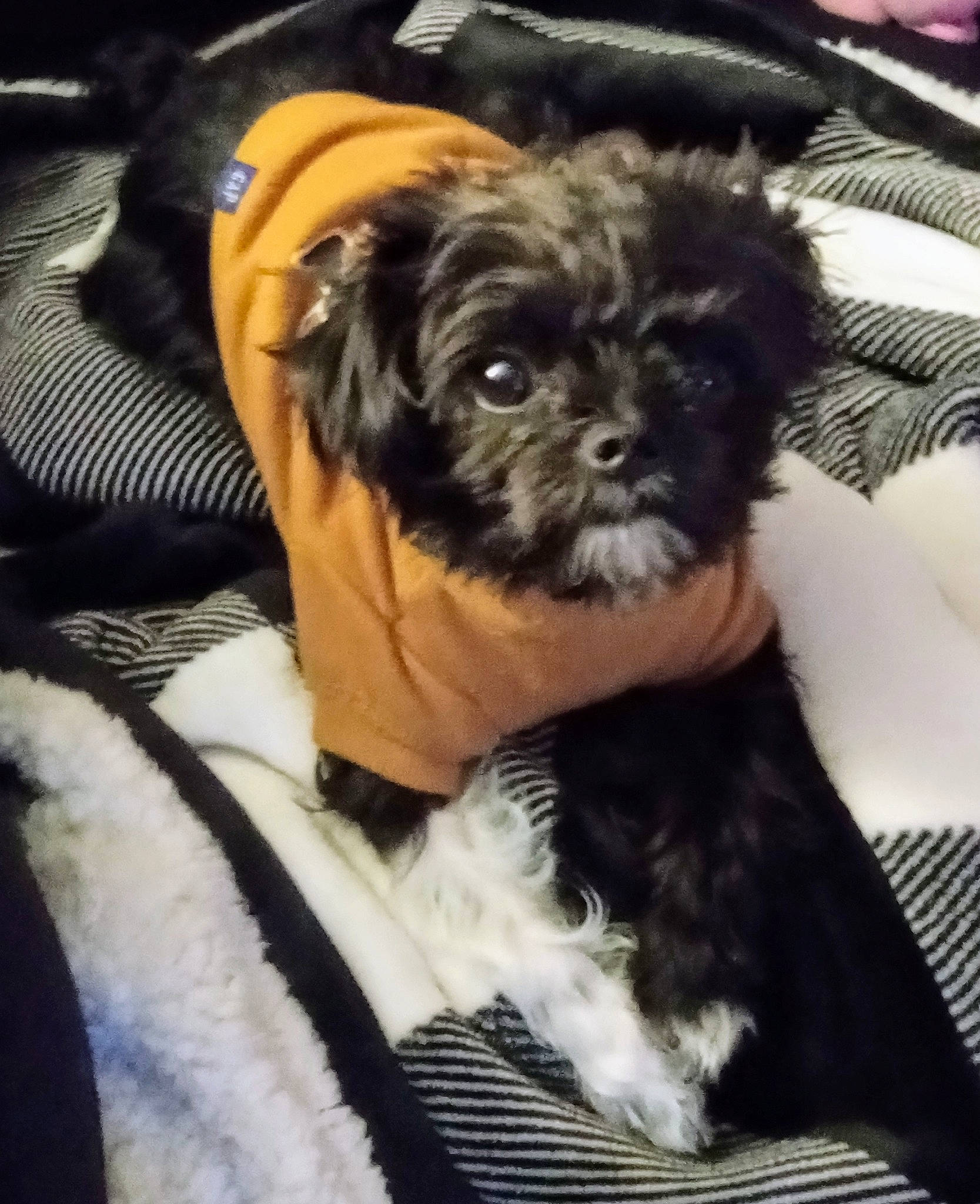 Baby joined the competition — help win amazing prizes! canidae, carnivore, companion_dog, dog, dog_breed, dog_collar, dog_supply, fawn, fur, liver, pet_supply, puppy_love, small_terrier, snout, sporting_group, tail, terrier, toy_dog, whiskers, working_animal