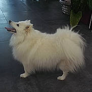 Oka a rejoint le concours — aidez-le/la à gagner de superbes lots ! companion, dog, domestic, fluffy, fur, happy, home_interior, houseplant, indoor, laundry_basket, mammal, paw, pet, profile_view, smile, standing, tail, tile_floor, tongue_out, white_dog
