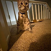 Doodle is registered to the contest to win money with this photo: cat, tabby, collar, carpet, indoor, railing, cardboard_box, pet, animal, whiskers, floor, feline, curious, domestic, mammal, looking_up, close_up, shadow, house, low_angle