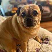 Woofer T.gordon is registered to the contest to win money with this photo: dog, pet, pug, indoor, quilt, brown_fur, close_up, portrait, animal, cute, sitting, face, eyes, fur, wrinkles, cozy, home, blurred_background, expression, looking