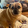 dog, pet, pug, indoor, quilt, brown_fur, close_up, portrait, animal, cute, sitting, face, eyes, fur, wrinkles, cozy, home, blurred_background, expression, looking