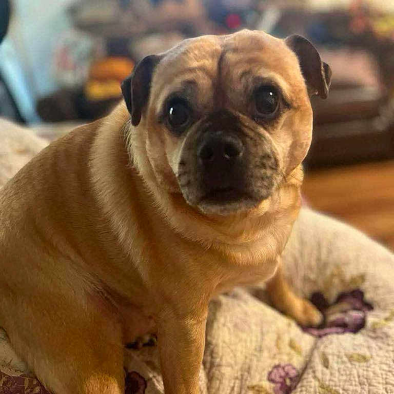 Woofer T.gordon is registered to the contest to win money with this photo: animal, blurred_background, brown_fur, close_up, cozy, cute, dog, expression, eyes, face, fur, home, indoor, looking, pet, portrait, pug, quilt, sitting, wrinkles