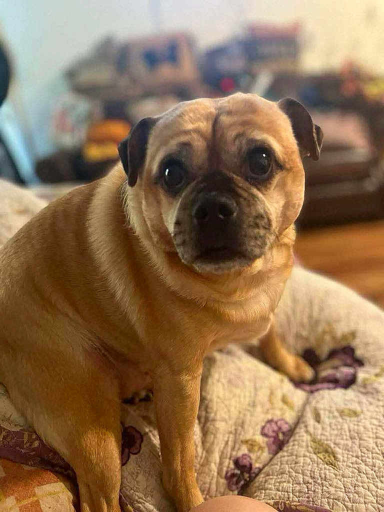 Woofer T.gordon is registered to the contest to win money with this photo: dog, pet, pug, indoor, quilt, brown_fur, close_up, portrait, animal, cute, sitting, face, eyes, fur, wrinkles, cozy, home, blurred_background, expression, looking