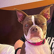 Daisy is registered to the contest to win money with this photo: dog, brown, white, collar, pet, animal, bed, indoor, portrait, ear, face, expression, human_arm, black_shirt, furniture, skin, closeup, sitting, nose, fur