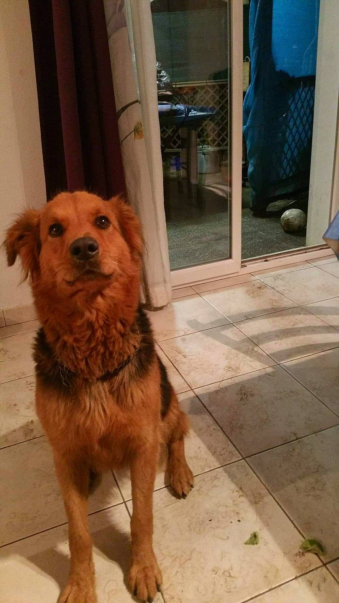 Fidjy participe au concours pour gagner de l'argent avec cette photo : basque_shepherd_dog, canidae, carnivore, companion_dog, dog, dog_breed, fawn, golden_retriever, mammal, norfolk_terrier, retriever, snout, sporting_group, street_dog, terrier