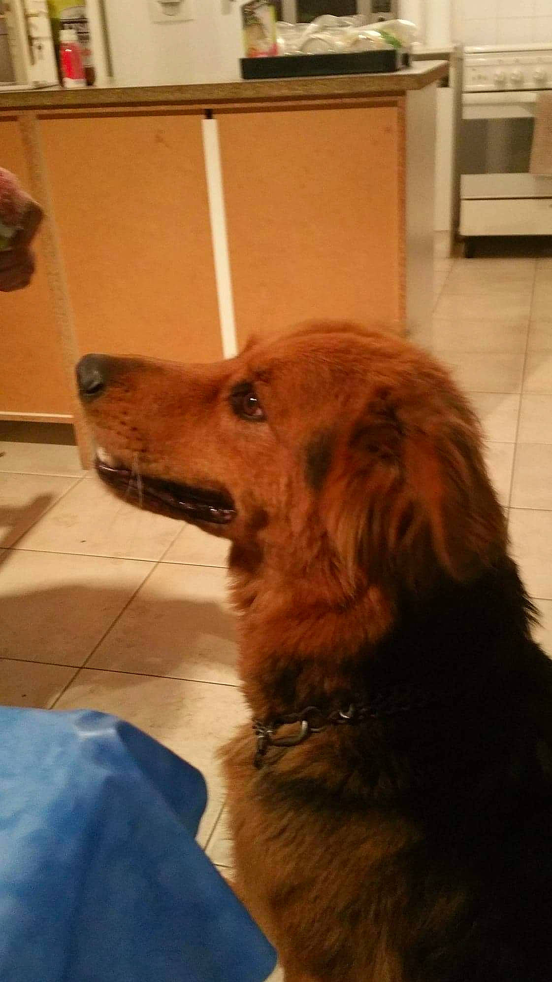 Fidjy participe au concours pour gagner de l'argent avec cette photo : canidae, carnivore, companion_dog, dog, dog_breed, floor, golden_retriever, hovawart, irish_setter, nova_scotia_duck_tolling_retriever, retriever, snout, sporting_group